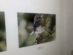 Exposición de aves de la comarca